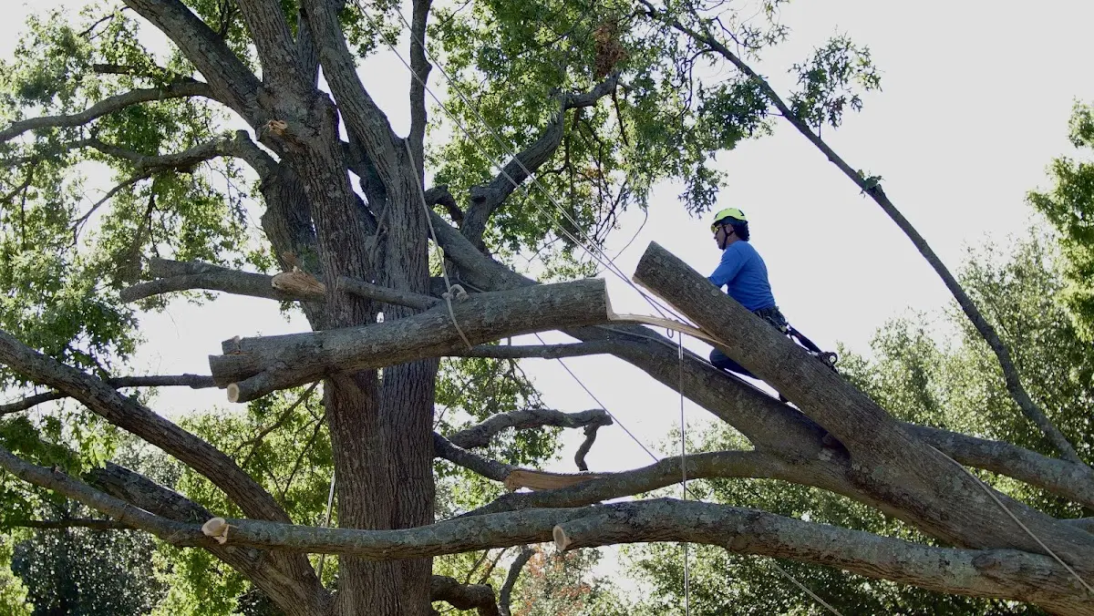 Professional Crown Thinning performed by certified arborists in Boyd